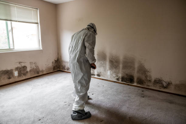 Best Industrial Mold Remediation in Sa De Oro Mount Helix, CA