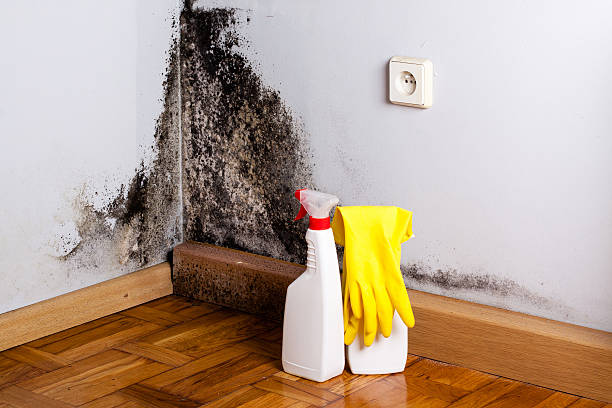 Best Attic Mold Remediation in Sa De Oro Mount Helix, CA